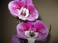 IMG_5018.webp