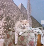 -0003 (2)----.webp