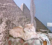 -0006-------.webp