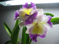 IMG_0117.jpg