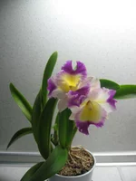 IMG_0123.webp