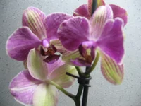 IMG_0129.webp