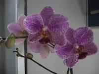IMG_0131.webp