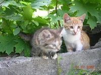DSCN8641.webp