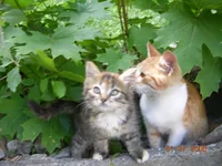 DSCN8642.webp