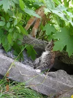 DSCN8648.webp