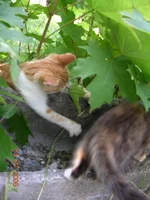DSCN8654.webp