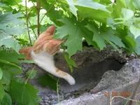 DSCN8655.webp