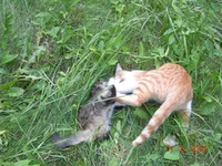 DSCN8660.webp