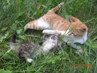 DSCN8661.webp