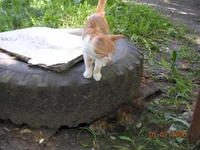 DSCN8668.webp