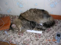 DSCN8896.webp