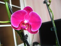 IMG_0440.jpg