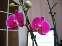 IMG_0467.webp