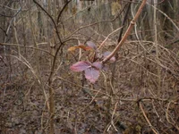 DSCN7437.webp