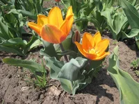  Orange Emperor.webp