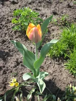  Forgatten Dreame.webp
