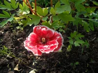 y_5c875cd7.webp