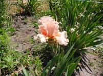 y_8b4f5f41.webp