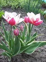 y_9a538089.webp