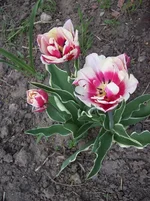 y_910b61be.webp