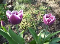 y_1433d8e6.webp