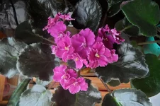 Rebels Faits_thumb.webp