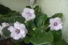 -Хрустальный Фонтан_thumb.webp