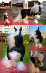 6ac2161980n7336.webp