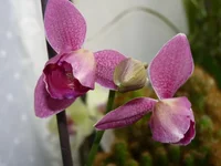  012.webp