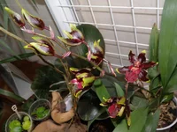 P1173230.webp