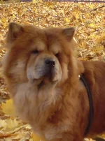 DSC00069.webp