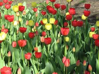 IMG_1291 1.webp