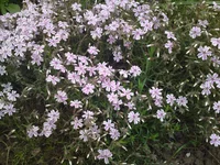 09052011225.webp