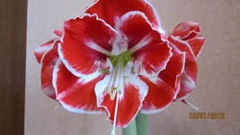 Resize of IMG_0222.JPG