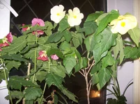  046.webp