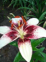 DSC05253.webp