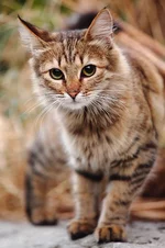 DPP_37201.webp