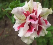 .webp