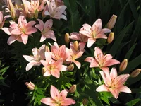 .webp