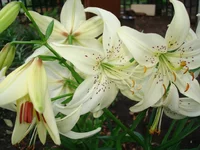 DSC05328.webp