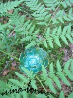  цветущий мин.webp