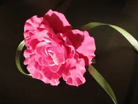  полупион мин.webp