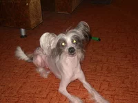  (1).webp