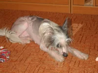  (5).webp