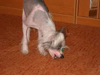 .webp