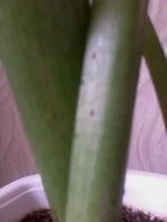IMG0029A.webp