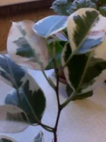 IMG0043A.webp