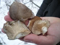 P1220025.webp