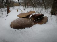 P1220021.webp